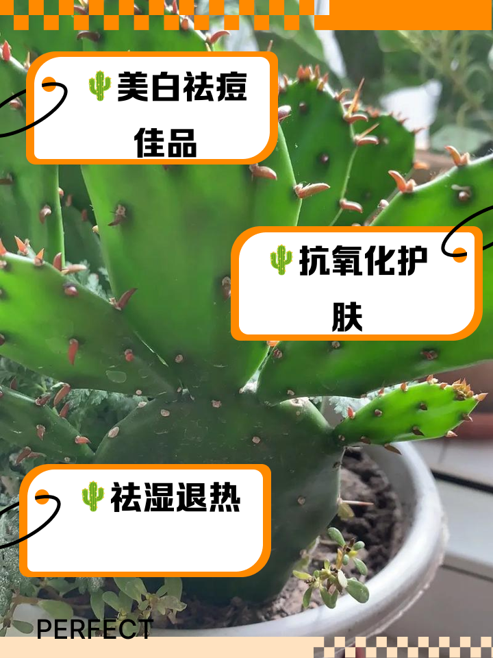 科普展现:仙人掌风水禁忌（仙人掌风水学）