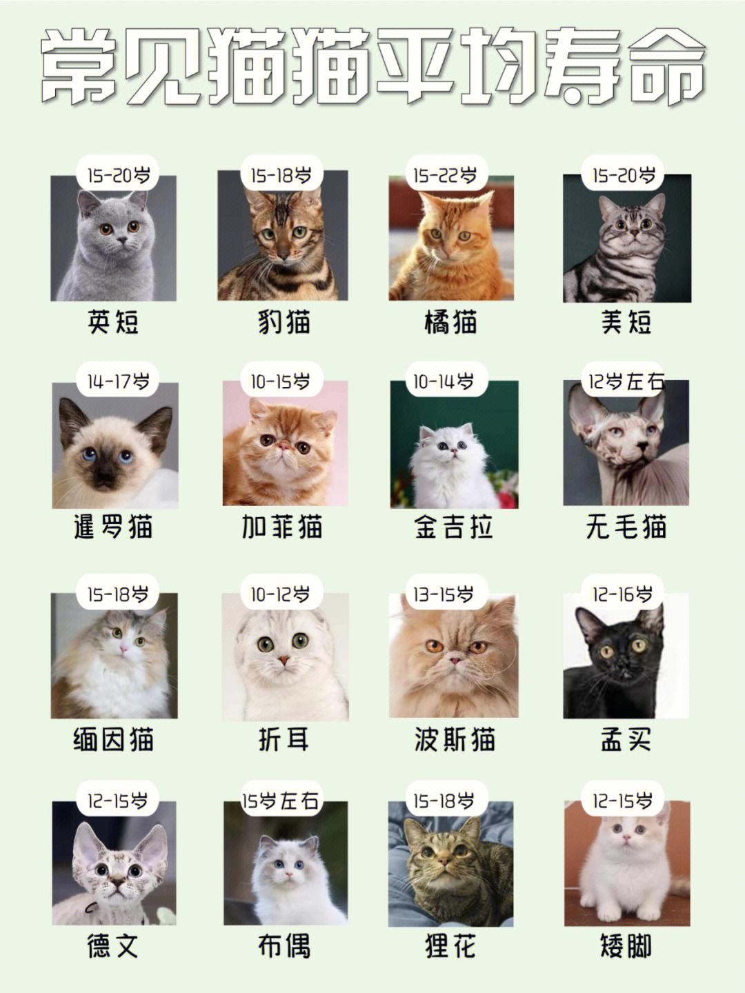 科普展现:猫平均寿命（加菲猫平均寿命）