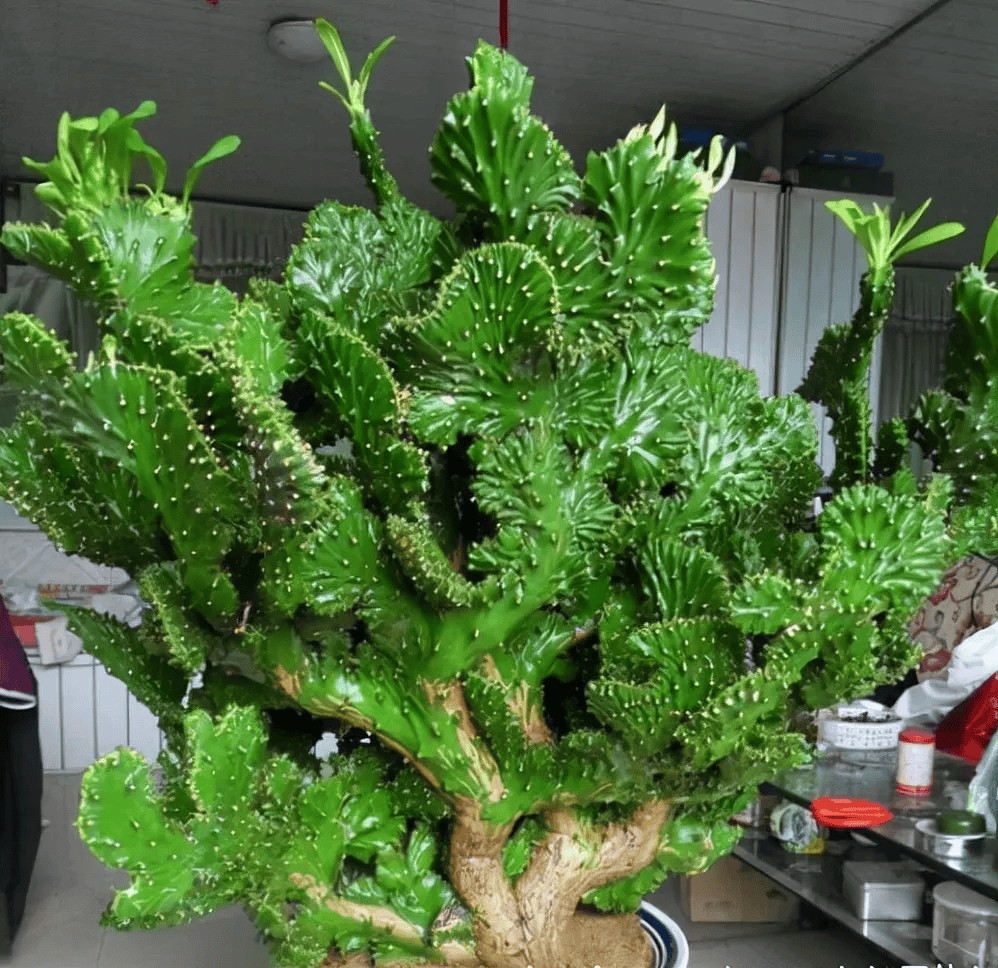 科普展现:镇宅旺宅花卉（旺宅镇宅植物）