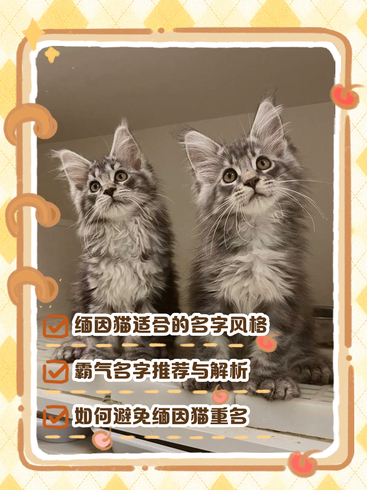 科普展现:宠物猫名字（宠物猫名字独特小众）