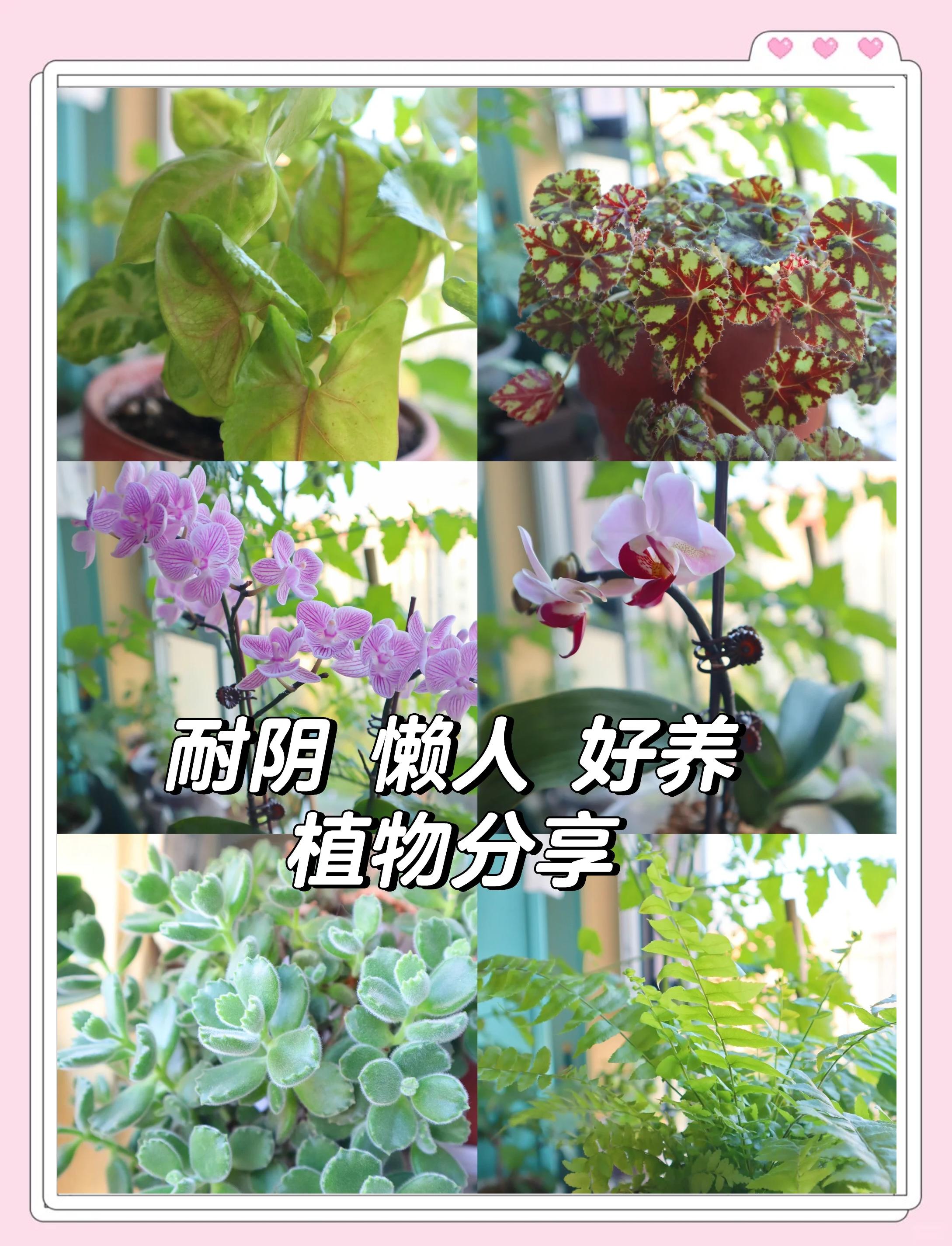 阳台风水植物禁忌