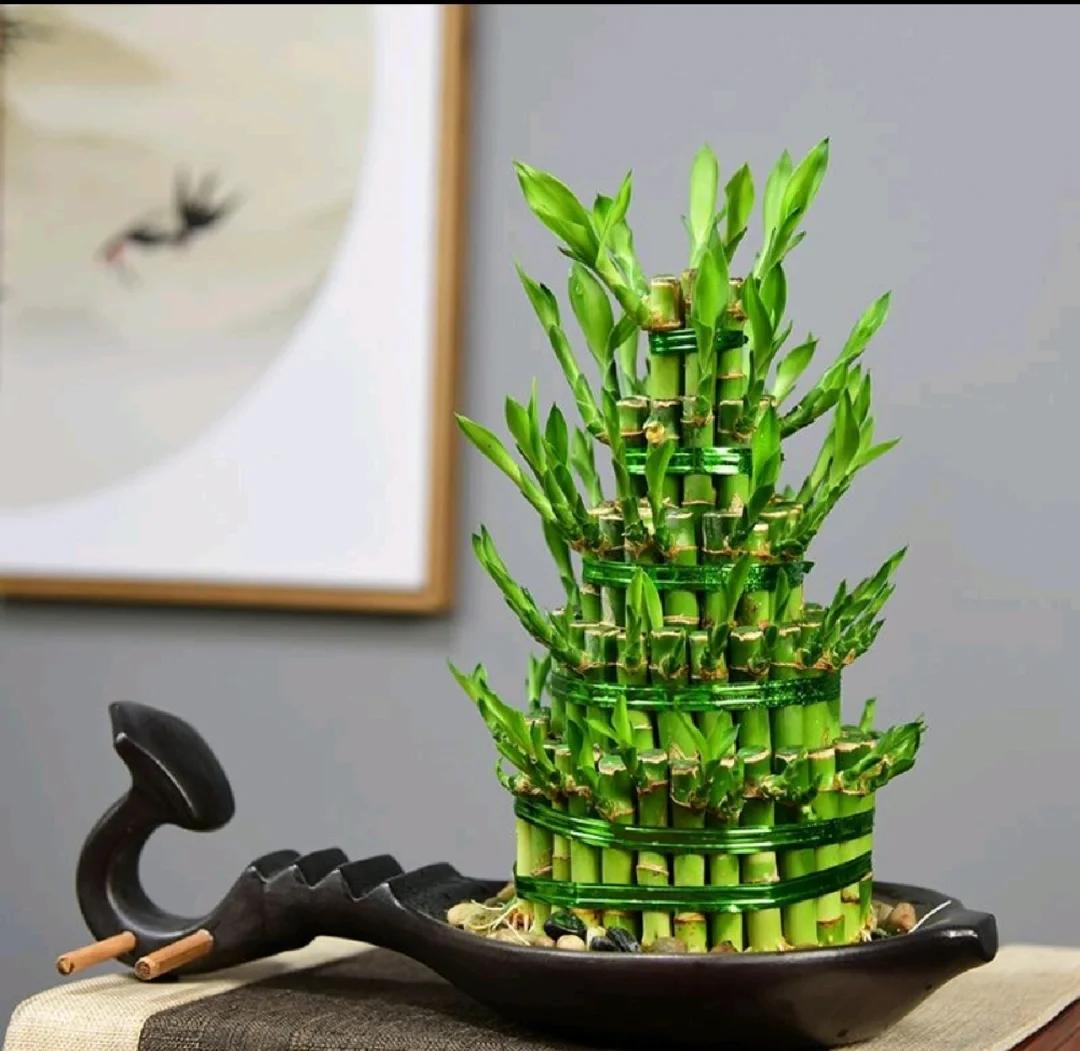 科普展现:植物风水禁忌大全（植物风水位置）