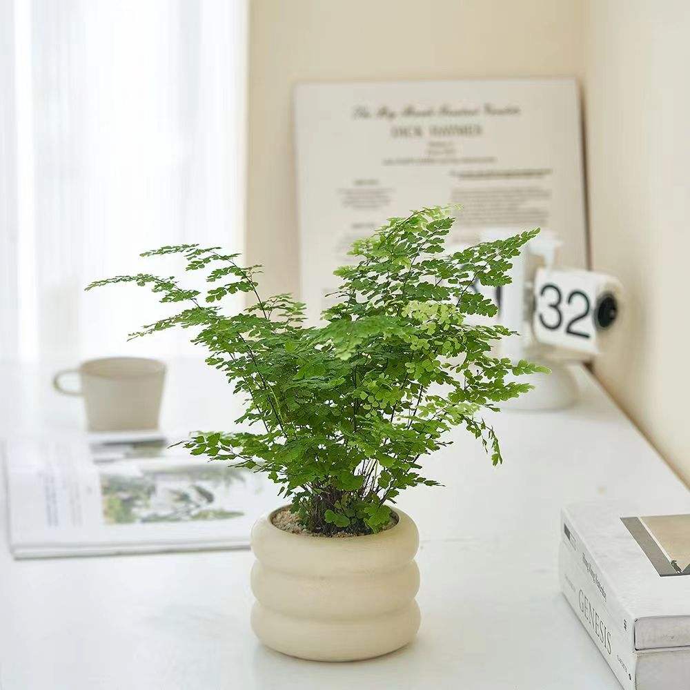 办公桌风水植物