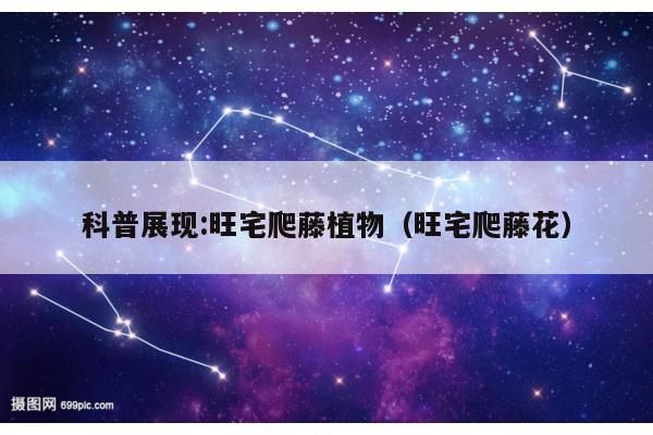科普展现:旺宅爬藤植物（旺宅爬藤花）