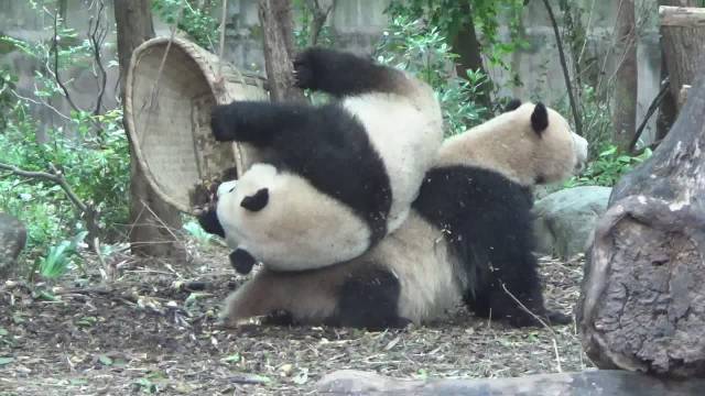 奇喵影视网在线看,奇喵影视网在线看幕后花絮